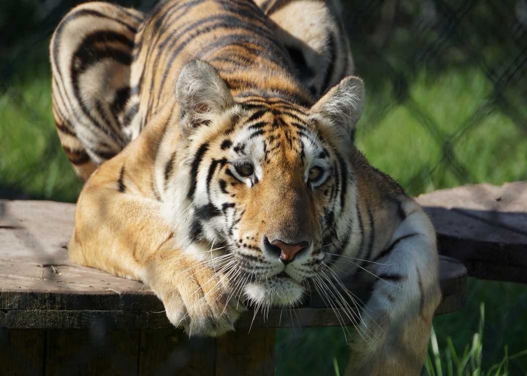 catty-shack-ranch-wildlife-sanctuary-jacksonville-fl-tiger