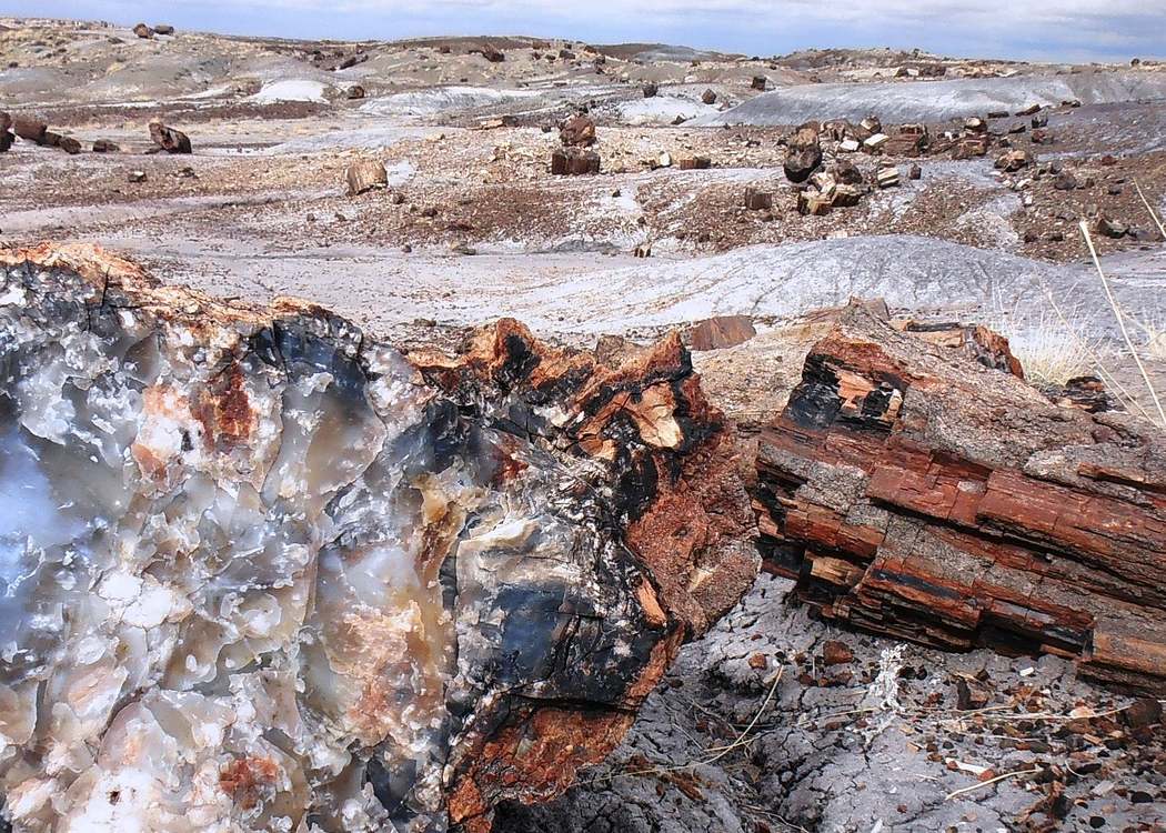 29 Most Popular National Parks in the United States You'll Love (2022) 26 petrified-forest