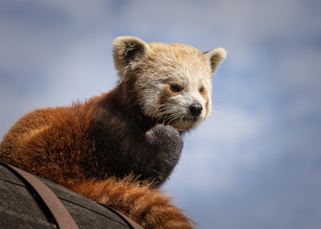 red-panda-brandywine-zoo-wilmington-de