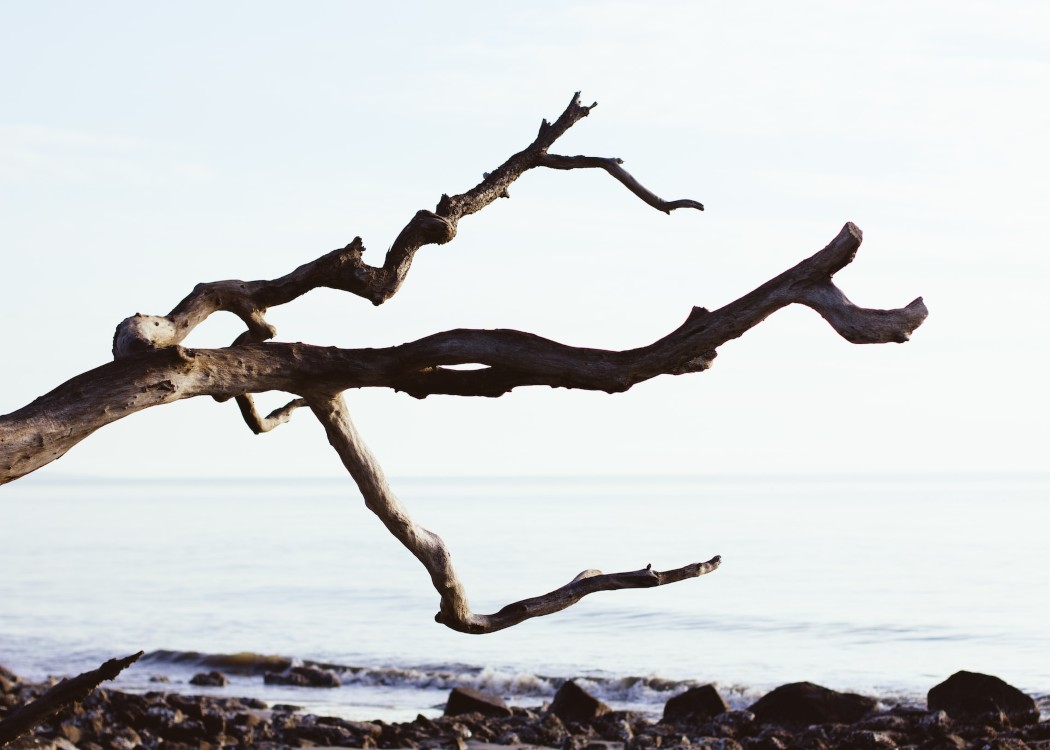 23 Best Tourist Attractions on the Drive From New York to Florida (2022) 25 tree-on-jekyll-island-brunswick-ga