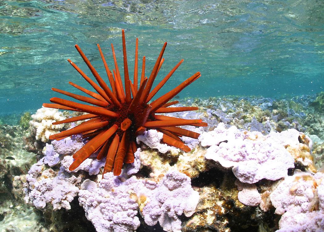 red pencil urchin papahanaumokuakea