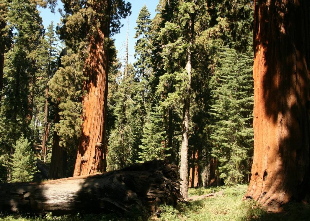 redwood-national-state-park