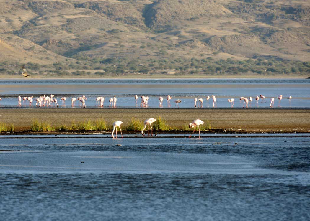Flamingos-at-Lake-Natron