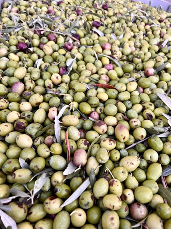 buseto palizzolo olives