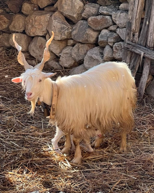 31 Best Things to do in Sicily (2023) You'll Love 30 mangiapane cave goat
