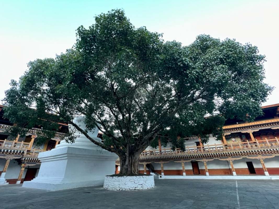 punakha dzong bodhi tree