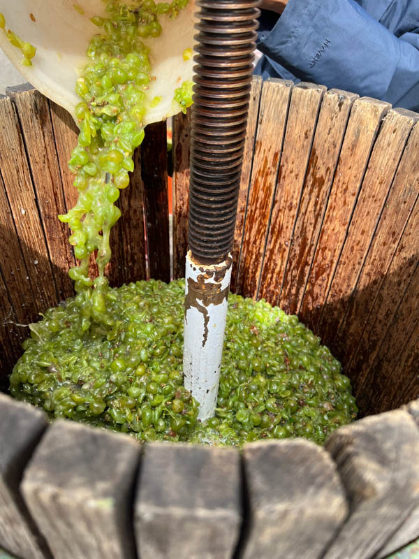 skalak winery grapes into press