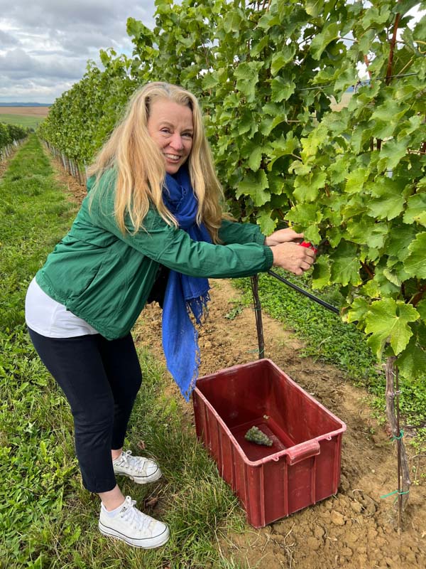 skalak winery picking grapes