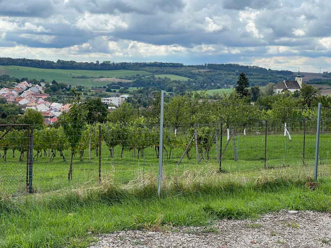 skalak winery vines