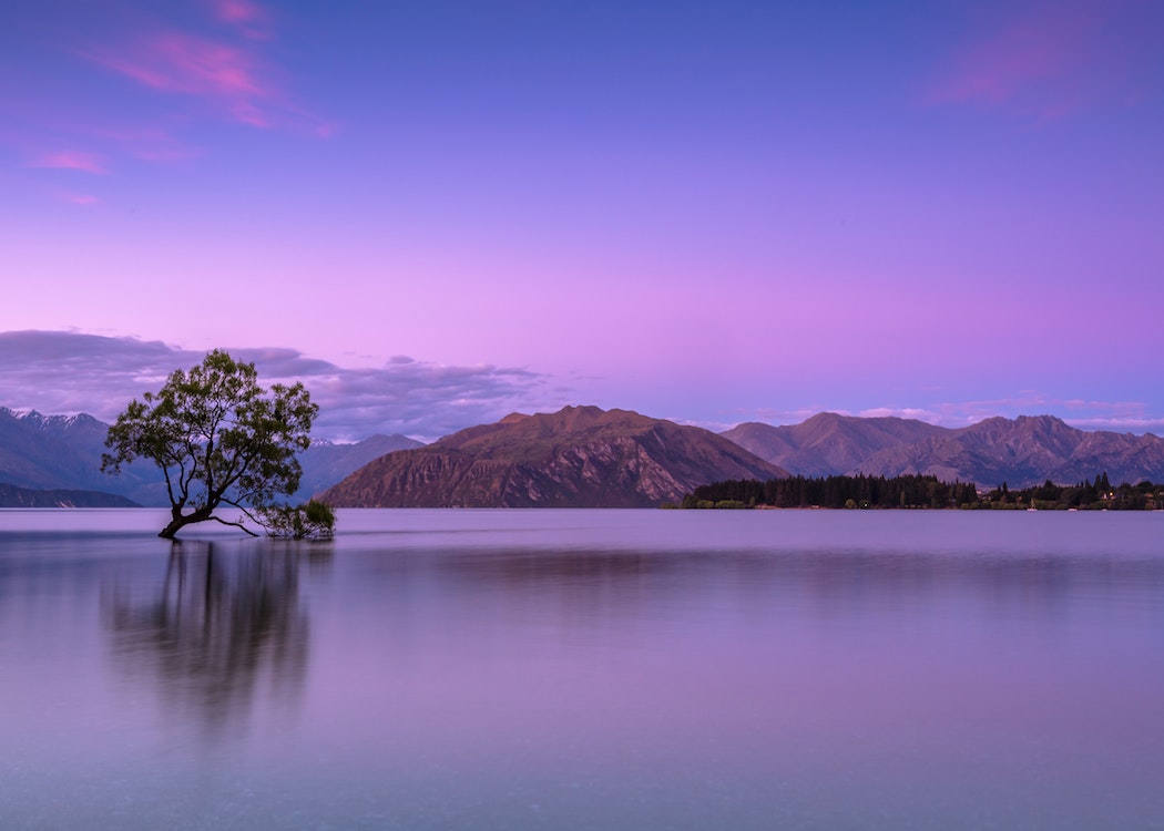 New-Zealand-tree-surrounded-by-water