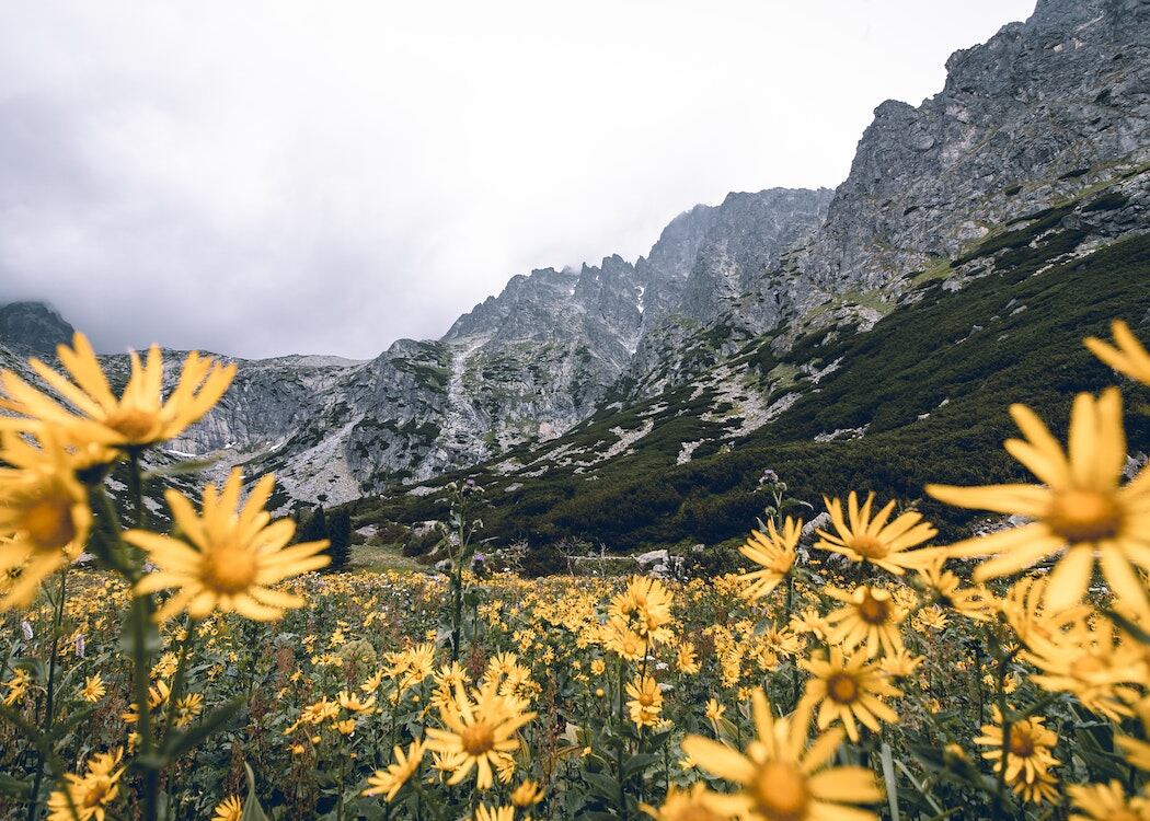 Slovakia-yellow-flowers