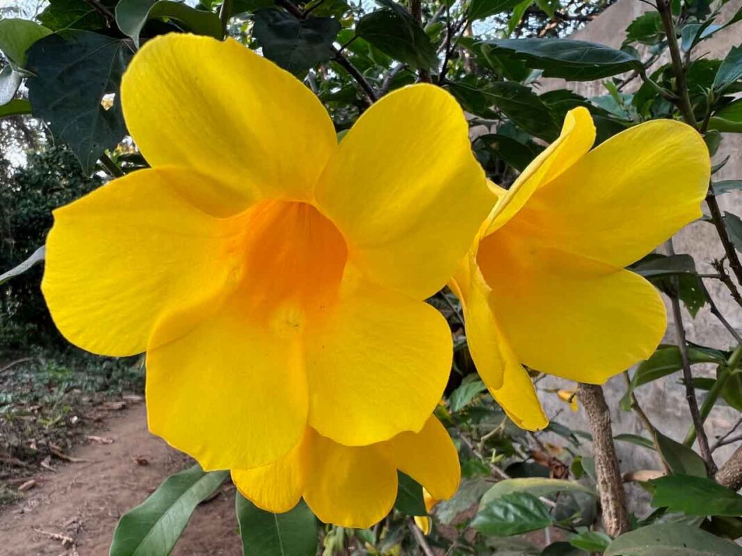 banana island yellow flowers