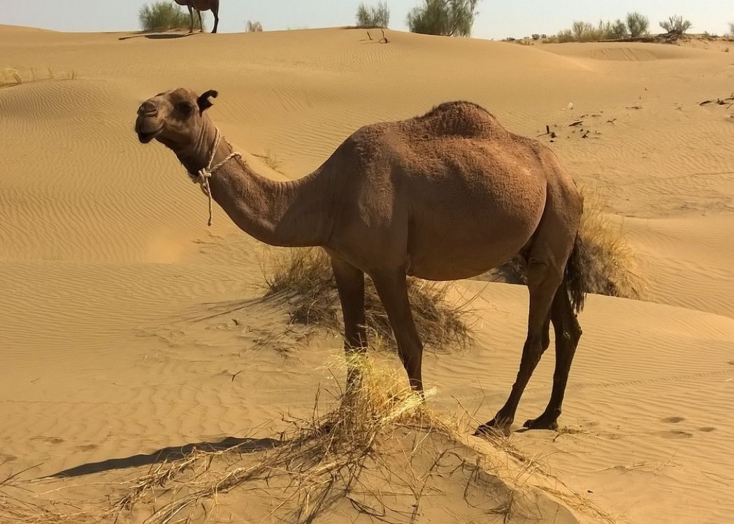 camel-desert