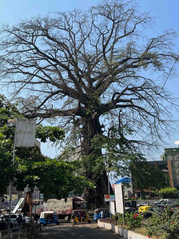How to Travel to Sierra Leone (2023) 24 freetown cotton tree