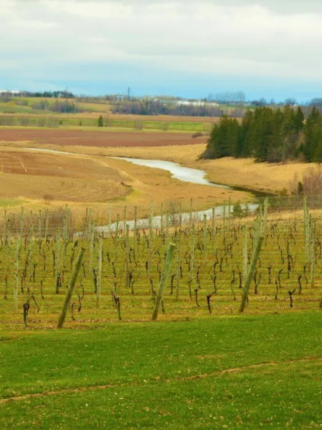 9 Wolfville Wineries You Shouldn’t Miss Story